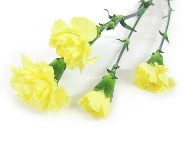 SPカーネーション　イエロー イエロー L 推奨産地