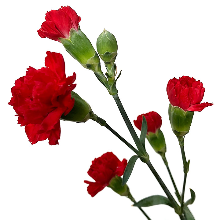 SPカーネーション　レッド レッド L 推奨産地