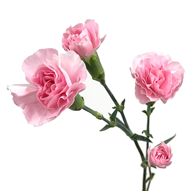 SPカーネーション　ピンク ピンク L 推奨産地