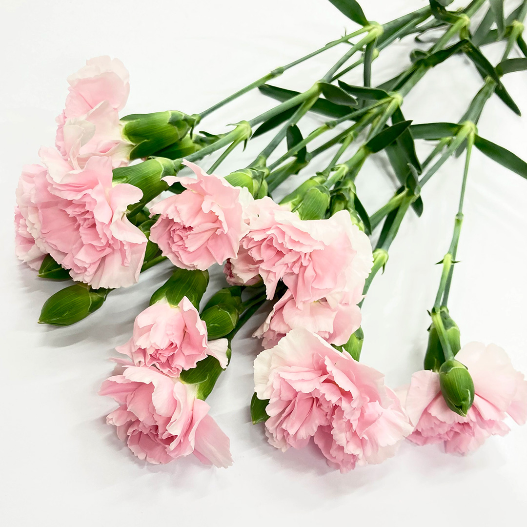 SPｶｰﾈ ﾋﾟﾝｸ ＳＰ　カーネ　ライト　Ｐ 60cm 【予約メニュー】50-60cm　輸入予定