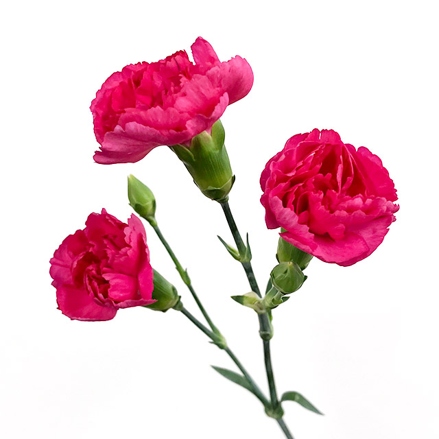 SPカーネーション　ダークピンク ダークピンク L 推奨産地