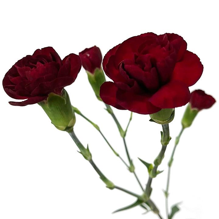 SPｶｰﾈ ﾑﾗｻｷ シャトー　（Ｄワ） 60cm 【予約メニュー】50-60cm　　輸入予定