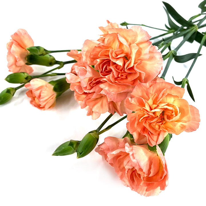 SPカーネーション　オレンジ オレンジ L 推奨産地