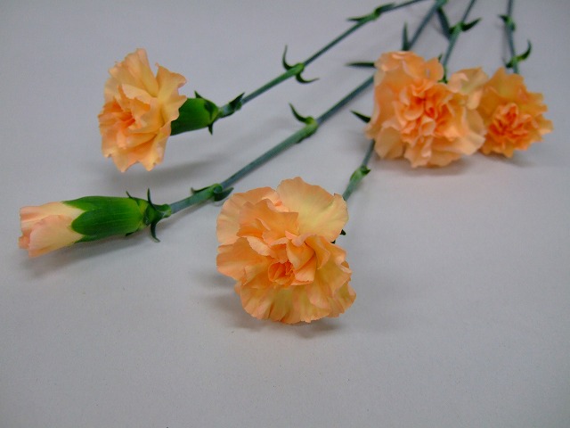 SPｶｰﾈ ｵﾚﾝｼﾞ アメリ（ＬＯ） 60cm 【予約メニュー】50-60cm　産地おまかせ