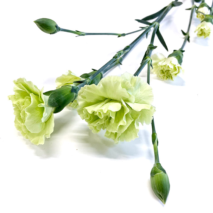 SPカーネーション　グリーン グリーン L 推奨産地