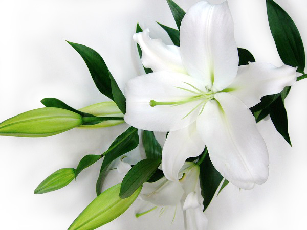 Ｈ．Ｂ．ユリ ザンベジ 80CM (白)