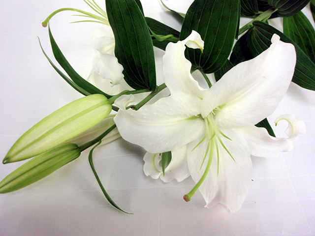 オリエンタルユリ　シベリア シベリア L 推奨産地