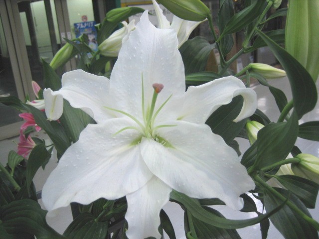 Ｈ．Ｂ．ユリ カサブランカ 1M※宅配不可 (白)