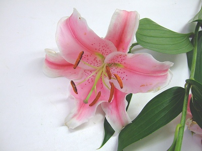 H.B.ＯＨ　ユリ（Ｐ） L 【予約メニュー】5-6Ｆ　産地おまかせ