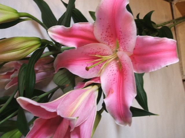 オリエンタルユリ　ピンク ピンク L 推奨産地