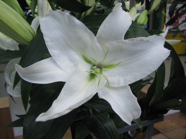 オリエンタルユリ　ホワイト ホワイト L 推奨産地