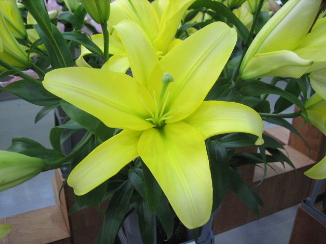 H.B.ﾕﾘ ＯＨ　ユリ　イエロー L 【予約メニュー】5-6Ｆ　産地おまかせ