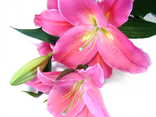 H.B.ＯＨ　ユリ（R） L 【予約メニュー】5-6Ｆ　産地おまかせ