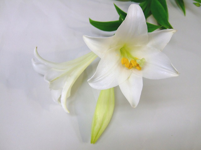 ﾃﾂﾎﾟｳﾕﾘ テッポウユリ L 【予約メニュー】産地おまかせ