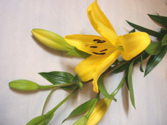 ｽｶｼﾕﾘ Ｌ．Ａ　ユリ　イエロー L 【予約メニュー】産地おまかせ