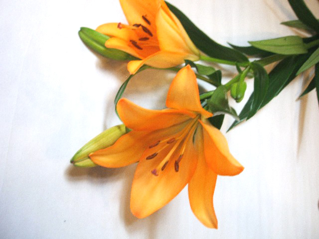 ｽｶｼﾕﾘ Ｌ．Ａ　ユリ　オレンジ L 【予約メニュー】産地おまかせ