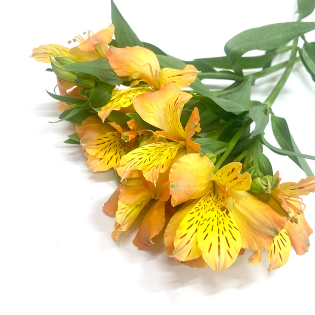 アルストロメリア オーロラ 80CM (淡オレンジ)