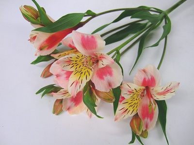 ｱﾙｽﾄﾛﾒﾘｱ レベッカ　（ＰＣ） L 【予約メニュー】愛知・長野産など