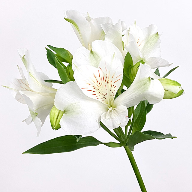 アルストロメリア　アルストロメリア　ホワイト L【推奨産地】