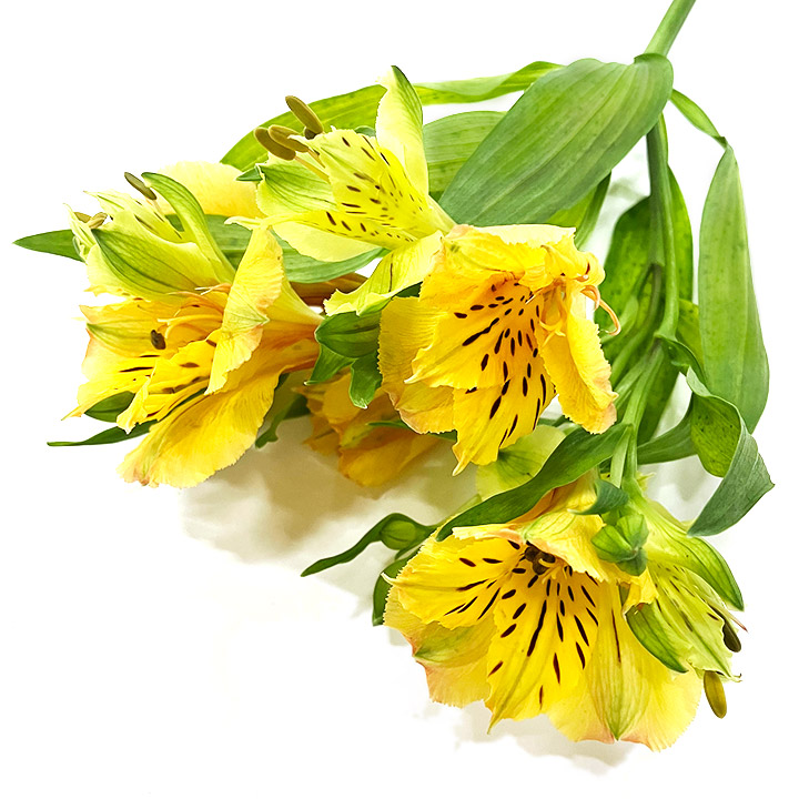 アルストロメリア　アルストロメリア　イエロー L【推奨産地】