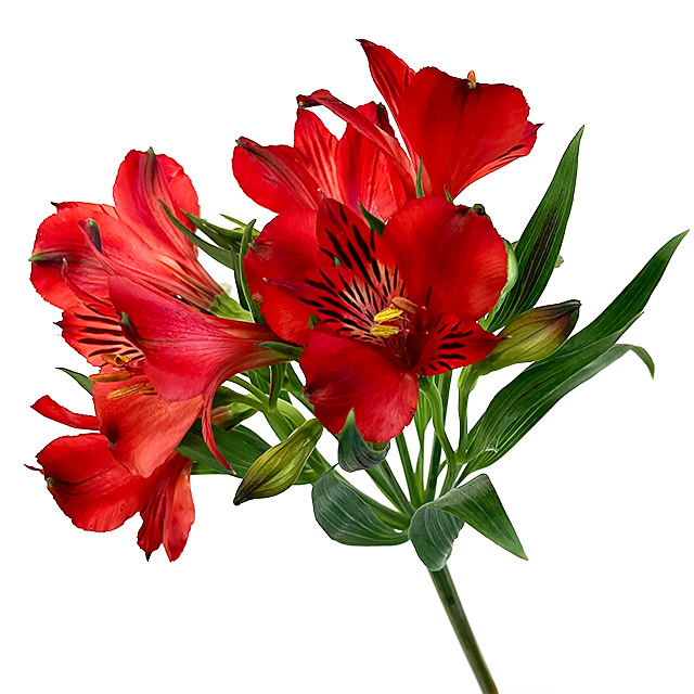 アルストロメリア　アルストロメリア　レッド L【推奨産地】