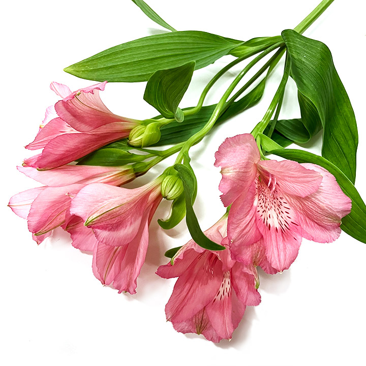 アルストロメリア　アルストロメリア　ピンク L【推奨産地】