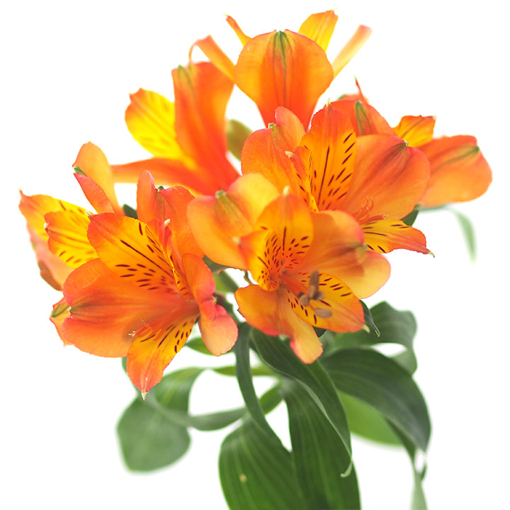 アルストロメリア　アルストロメリア　オレンジ L【推奨産地】