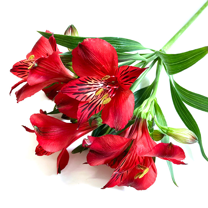 アルストロメリア　レッド レッド L 推奨産地