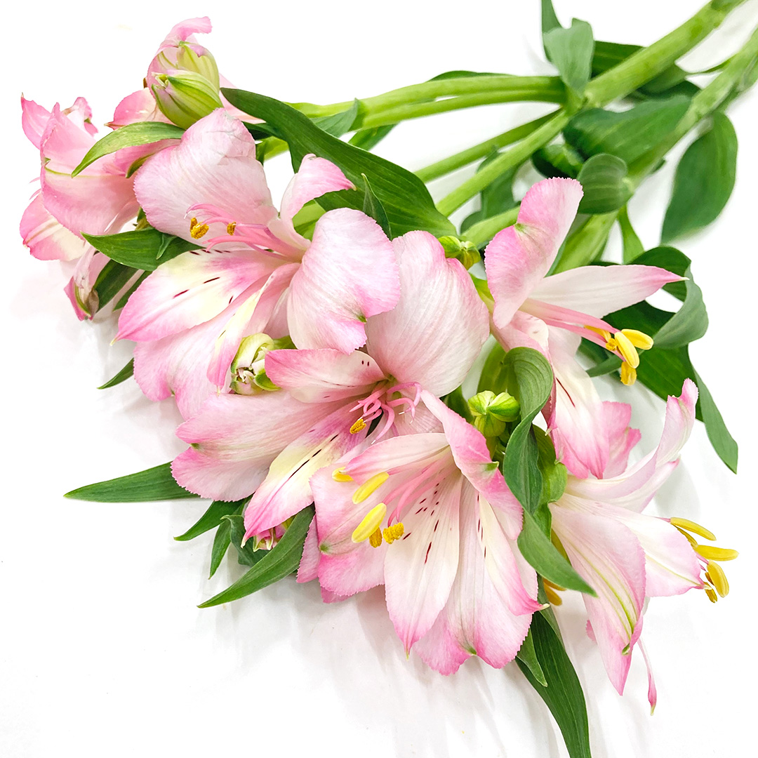 アルストロメリア　ライトピンク ライトピンク L 推奨産地