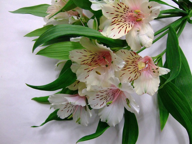 アルストロメリア　ミルクティ ミルクティ L 推奨産地