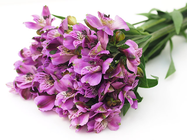 アルストロメリア　ムラサキ ムラサキ L 推奨産地