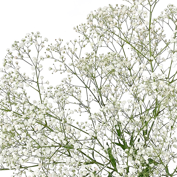 シユツコンカスミ　カスミ草 L【推奨産地】