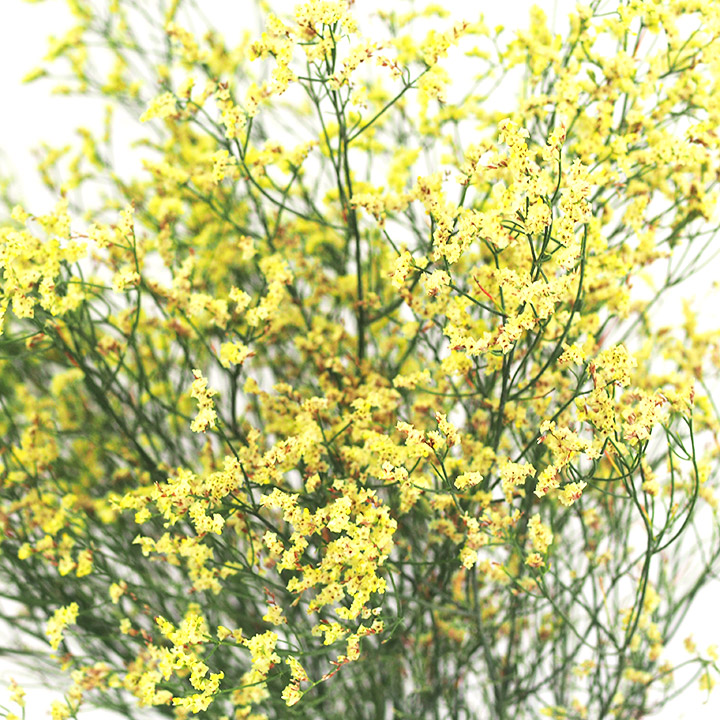 H.Bスターチス　イエロー イエロー L 推奨産地