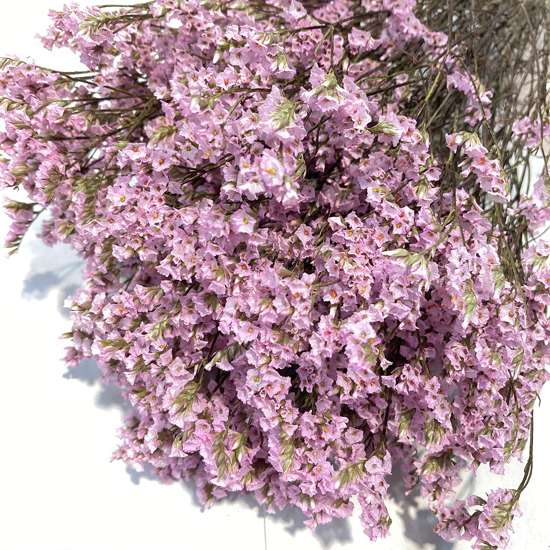 H.Bスターチス　ライトピンク ライトピンク L 推奨産地