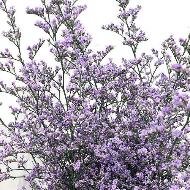 H.Bスターチス　ブルーファンタジア ブルーファンタジア L 推奨産地