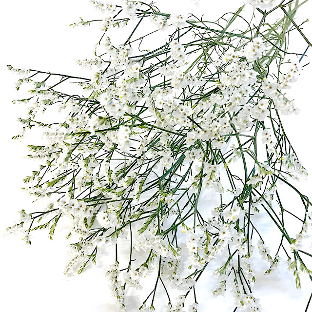 H.Bスターチス　ホワイト ホワイト L 推奨産地