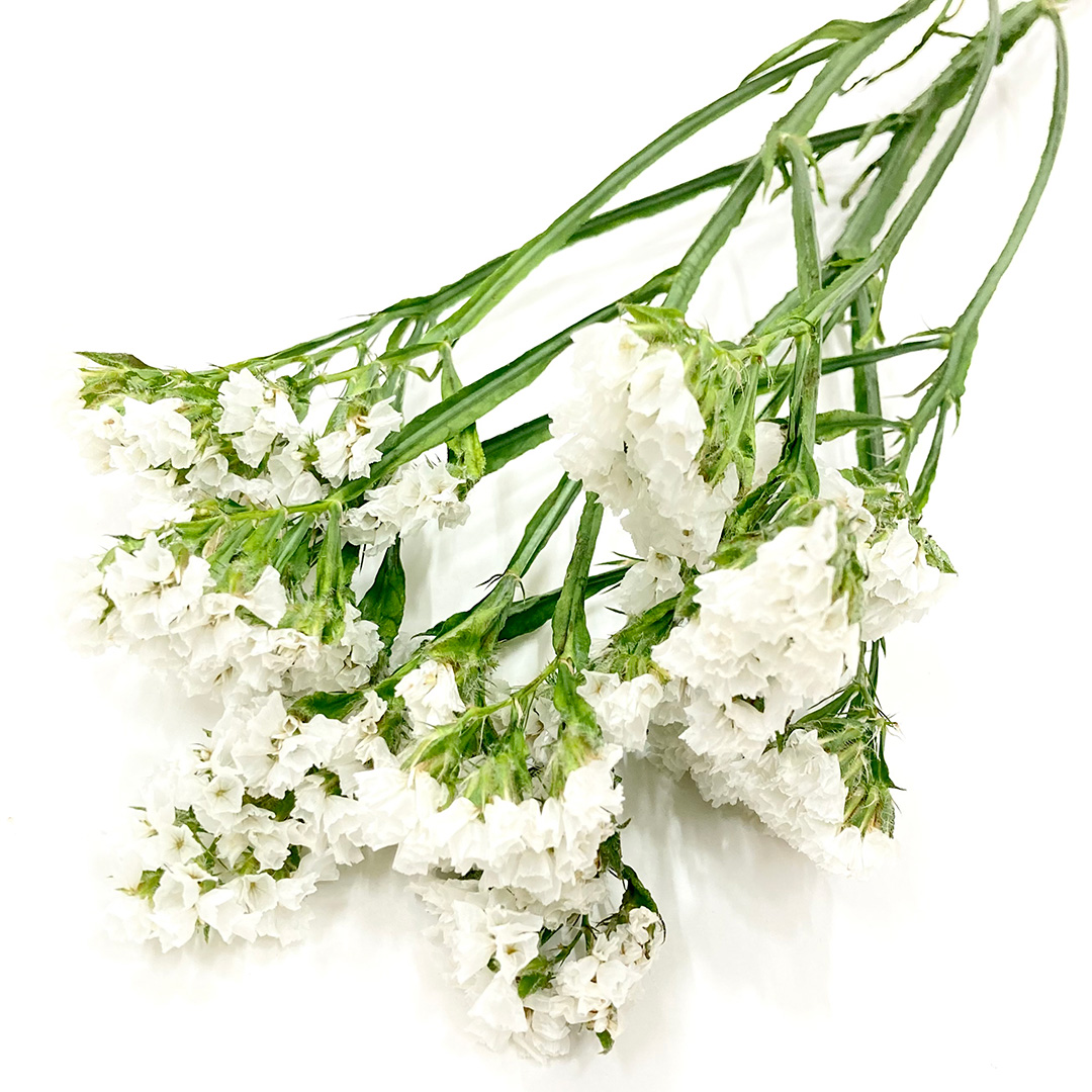 スターチス　ホワイト ホワイト L 推奨産地