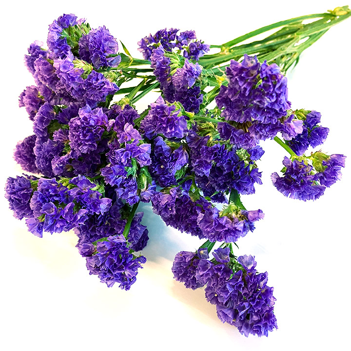 スターチス　ムラサキ ムラサキ L 推奨産地