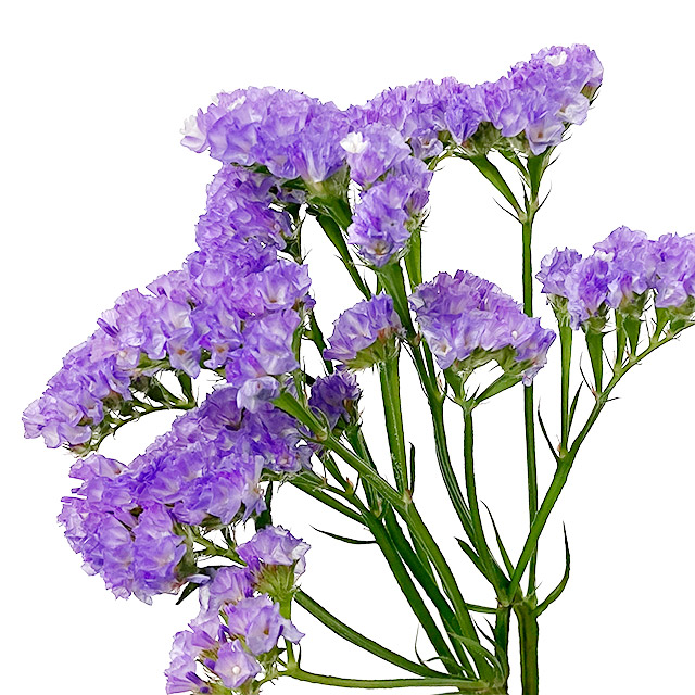 スターチス　ラベンダー ラベンダー L 推奨産地