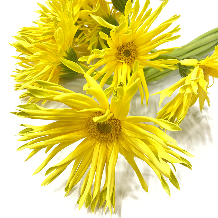 ガーベラ パスタレモネード ２Ｌ (黄色)