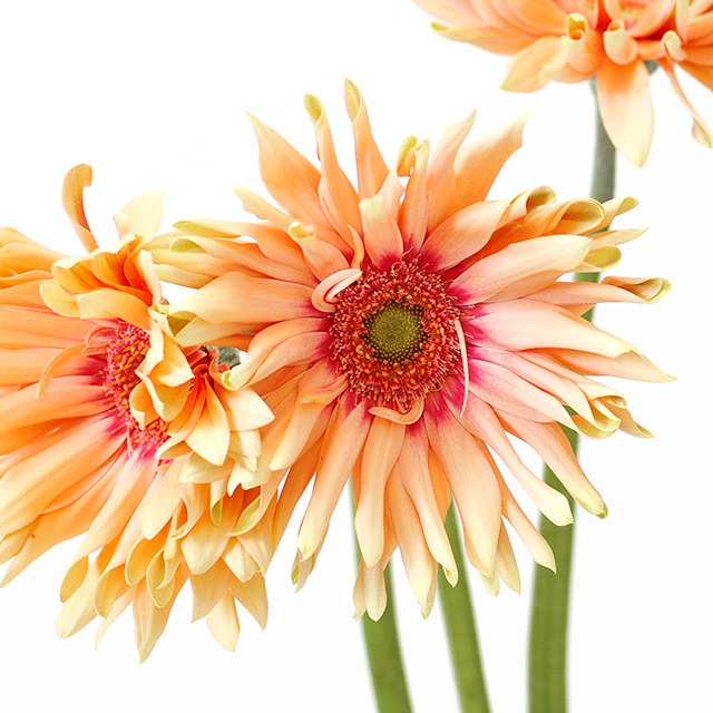 ガーベラ パスタロサ－ト 2L (ピンク)