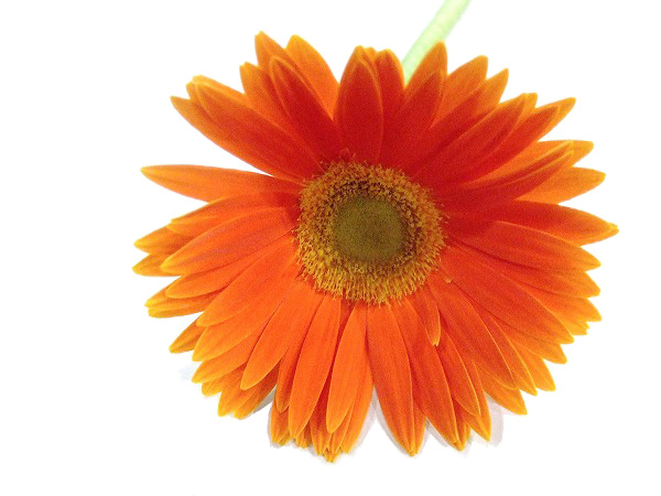 ガーベラ　ミニ オレンジケ－キ 2L (オレンジ)