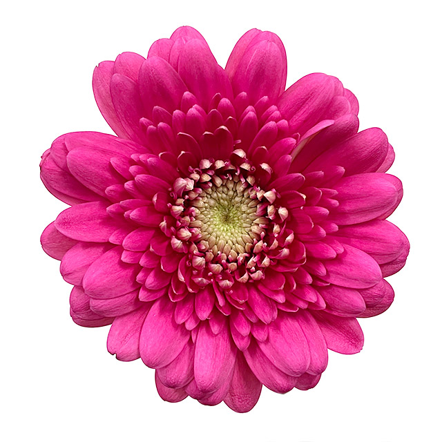 ガーベラ　ミニ シーマ　（ＤＰ 2L (濃ピンク)