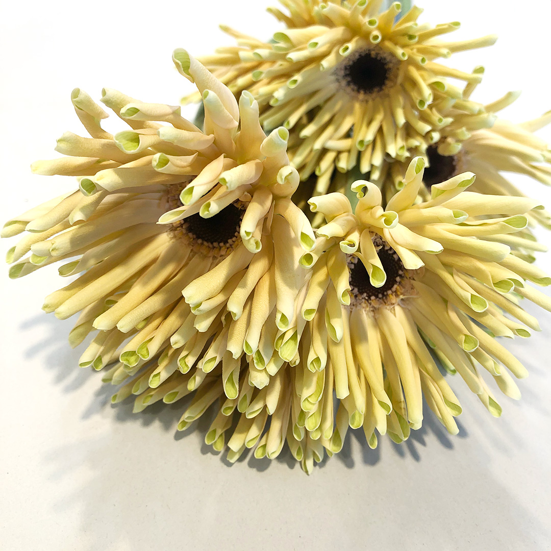 ガーベラ　ミニ パスティーニコルヴァラ 2L (クリーム)