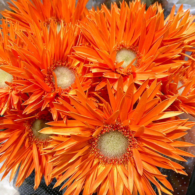 ガーベラ　ミニ ネッツァー　（ＳＰ／Ｏ） ２Ｌ (オレンジ)