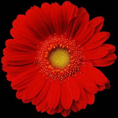 ガーベラ　ミニ　レッド レッド L 推奨産地