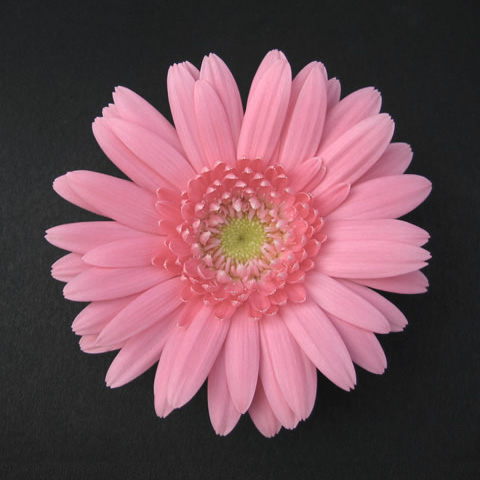 ガーベラ　ミニ　ピンク ピンク L 推奨産地