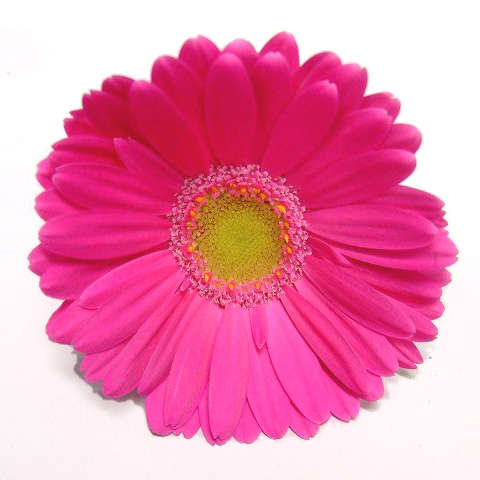 ガーベラ　ミニ　ダークピンク ダークピンク L 推奨産地