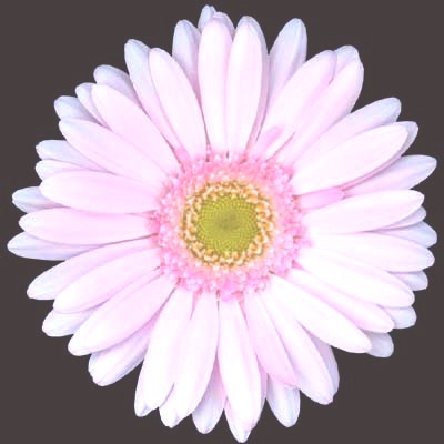 ガーベラ　ミニ　ライトピンク ライトピンク L 推奨産地