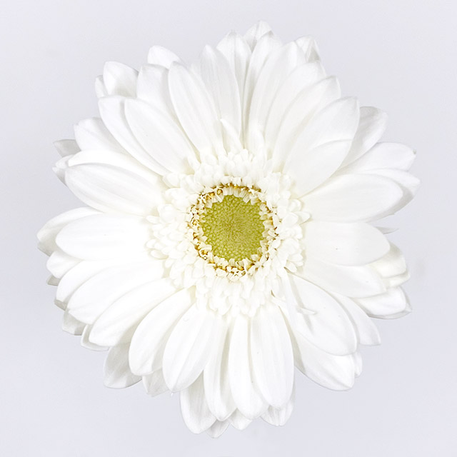 ガーベラ　ミニ　ホワイト ホワイト L 推奨産地